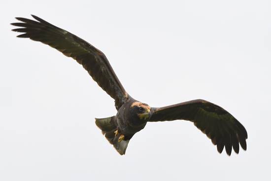 Jonge Bruine Kiekendief